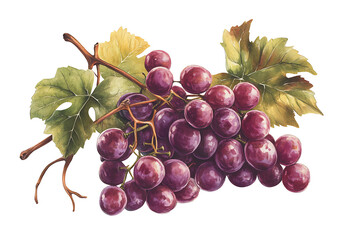 red grapes with green leaves attached to the stem, isolated on a clean white background