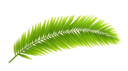 Fototapeta premium Vibrant Green Palm Frond, Isolated on White