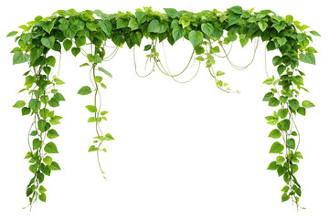 Lush Green Ivy Vines, Hanging Plants, Natural Archway, Isolated Clipping Path, Botanical Element