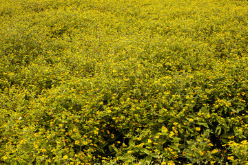 Obraz premium field of yellow flowers