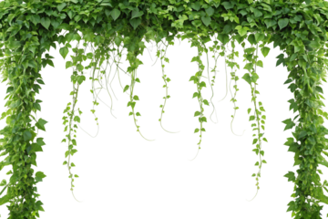 Lush Green Ivy Vines Hanging Archway, Isolated on White Background