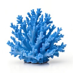 Coral. 