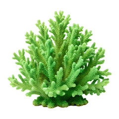 Coral. PNG.