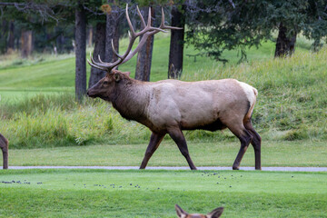 An elk in Canada