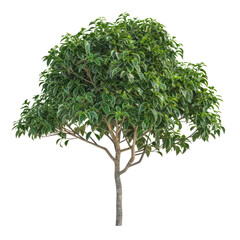 Ficus Benjamina Isolated On White. A Lush Plant Adds Nature And Serenity To Any Project.
