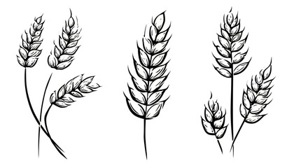 Hand Drawn Grain Icons � Wheat, Barley & Rice Sketch Set � Farm Harvest Cereal Vector Illustration