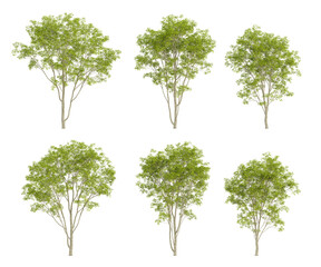 Obraz premium Set of 3d trees of fraxinus rhynchophylla with different view on transparent background, png illustration