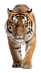 Fototapeta premium PNG Tiger walking in to a camera tiger background animal.