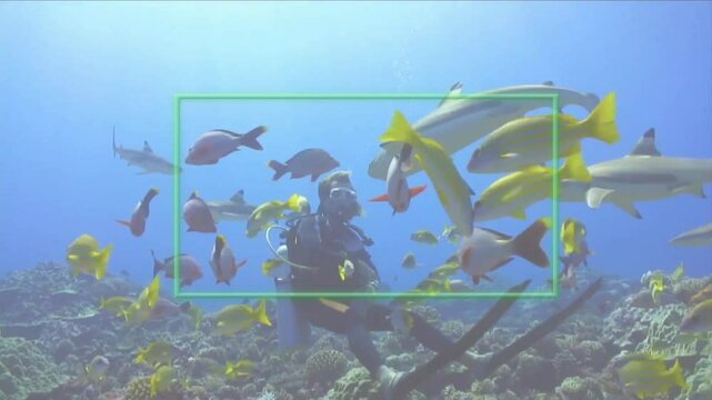 Scuba diver descending and feeding reef fish while sharks circling overhead in tropical coral reef