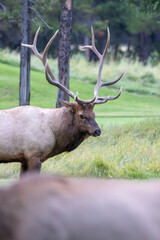 An elk in Canada