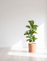 A Fiddle Fig plant in a clay pot in the room