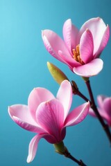 Fototapeta premium Close-up pink magnolia flowers, blue background banner, blue, petals