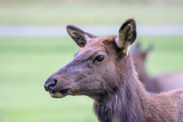 Fototapeta premium An elk in Canada