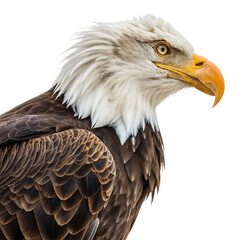 Obraz premium A Majestic Bald Eagle An American Symbol of Freedom and Power