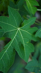 Vibrant Green Papaya Leaf Close-Up Nature's Detailed Texture