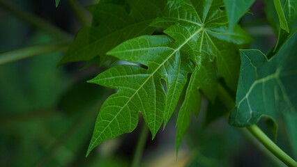 Vibrant Green Papaya Leaf Close-Up Nature's Detailed Beauty