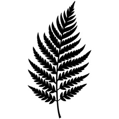 fern leaf isolated on white