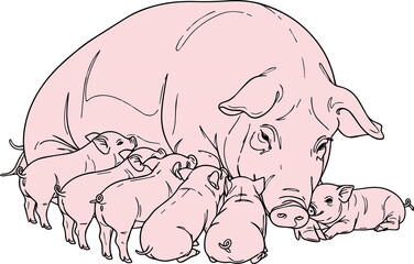 The drawing of the mother pig is feeding the baby vector milk.