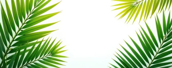 Fototapeta premium Vibrant palm fronds create a tropical paradise scene on pure white , tropical, tropical paradise, copy space