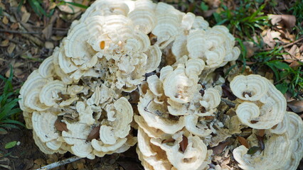Close-up of a Cluster of Creamy White Shelf Mushrooms Growing on the Forest Floor