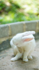 Adorable White Rabbit Grooming Itself Outdoors