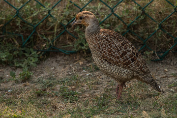 Sri Lankan Birds in Mannar, Sri Lanka 
