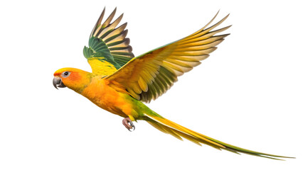 Flying Macaw Parrot with Outstretched Wings