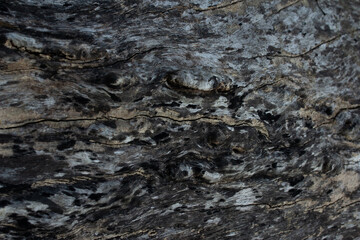 texture of a old wooden treee