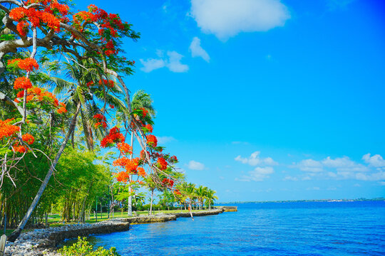 Fort Myers, Fort Myers, Florida 05 24 2025: The landscape of Fort Myers Edison and Ford Winter Estate and Caloosahatchee River landscape and Delonix Regia