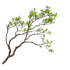 tree with roots