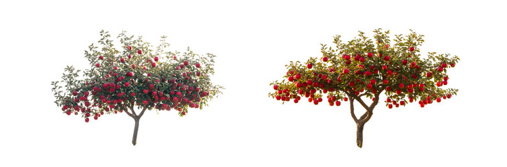 Two trees laden with fruit against a white background.