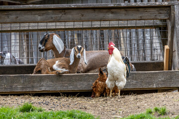 Chickens and goats enjoy the serene environment at Riverdale Farm, a peaceful urban oasis in...