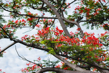 Royal Poinciana Tree Blooming with Bright Red Flowers