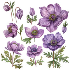 Watercolor Purple Anemones. Vintage Floral Collection. Isolated Elements For Design.