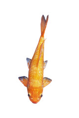 Cutout of an isolated golden Japanese koi fish swimming in the water, top view with the transparent png background