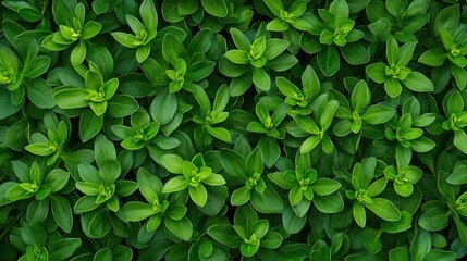Fototapeta premium Vibrant Green Lush Foliage: A Close-Up of Nature's Greenery