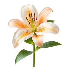 Fototapeta premium Elegant Lily Flower with Soft Peach and White Petals on Clear Background