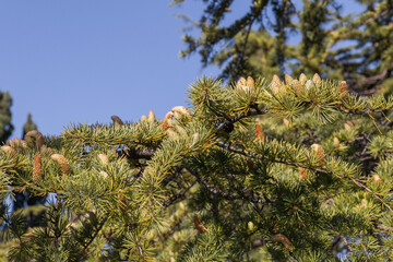 Larch is the only deciduous European coniferous tree.Close-up of young green larch needles.  A tree with fresh green leaves and cones on young branches. Larix sibirica, Siberian larch or Russian larch