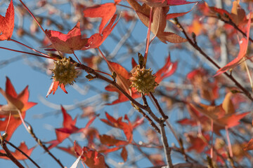 Prickly nuts on a branch of the liquidambar tree. Golden leaves and prickly green balls of Liquidambarian styraciflua seeds, in focus against a background of blurred leaves.