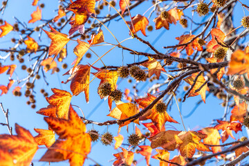 Red leaves of Liquidambara vulgaris. Prickly nuts on a branch of the liquidambar tree. Golden leaves and prickly green balls of Liquidambarian styraciflua seeds, in focus against a background 