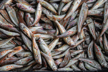 Close-up of fresh red mullet (mullus barbatus) at the fish market. Fresh fish at the fish stall. Fresh seafood at the fish market. Red mullets (Mullus barbatus) fresh fishes