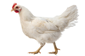 White full body of brown chicken hen isolated on transparent white background