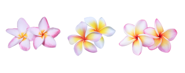 Collection of plumeria or frangipani flower bouquet isolated on transparent background