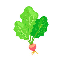 Fresh Radishes with Leaves