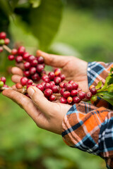 Farmer concept harvest hand ripe coffee seed robusta arabica berry close up fresh green leaf bean picking orange crop red yellow berries raw plant tree farm growth blur background eco organic garden