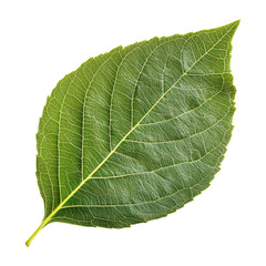 Green Leaf on Transparent Background for Natural Designs and Illustrations