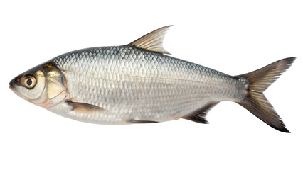 River Fish. PNG. 