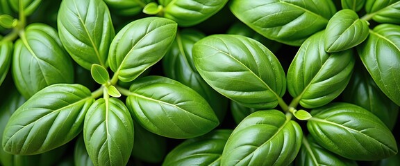 Obraz premium Fresh Green Basil Leaves Close-Up Background