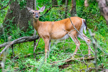 White-tailed doe Nature Center