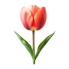Naklejka premium Single Pink Tulip Flower on Transparent Background for Design Use